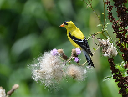 wildlife photography of yellow short beak brid, bird, nature, wildlife, animal, branch, HD wallpaper HD wallpaper