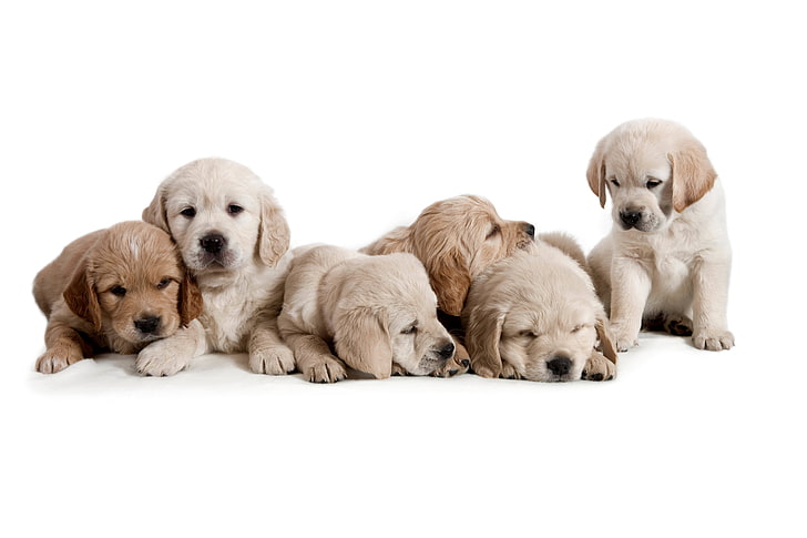 chiots Labrador retriever jaunes, chiens, chiots, fond blanc, oursons, Fond d'écran HD