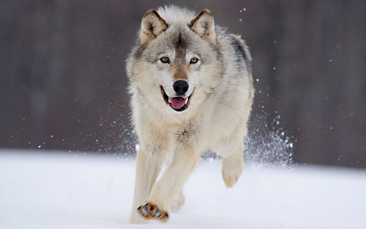 animals nature wolf snow run, HD wallpaper