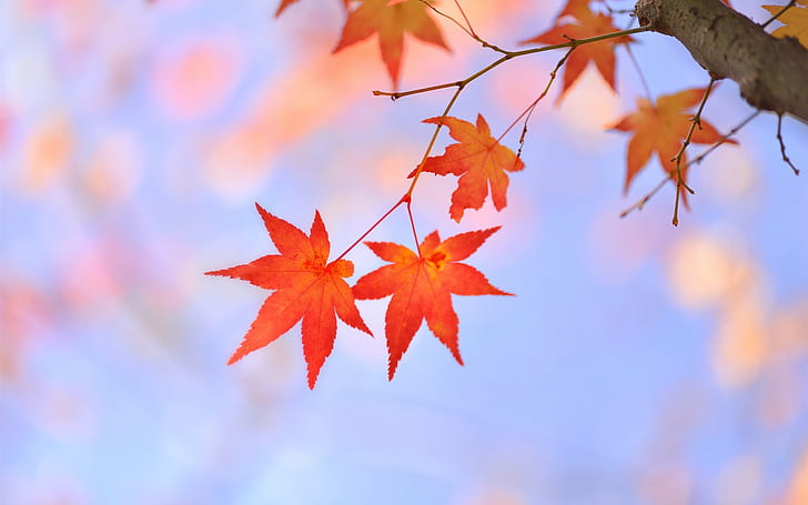 Tree branch, leaves, red maple, Japanese, maple leaf, Tree, Branch, Leaves, Red, Maple, Japanese, HD wallpaper