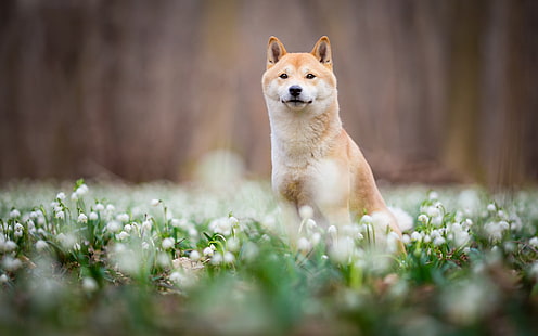 개, 시바 이누, 개, 꽃, 애완 동물, 봄, HD 배경 화면 HD wallpaper