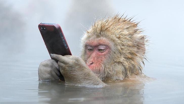 macaco, mono, gracioso, primate, babuino, Fondo de pantalla HD