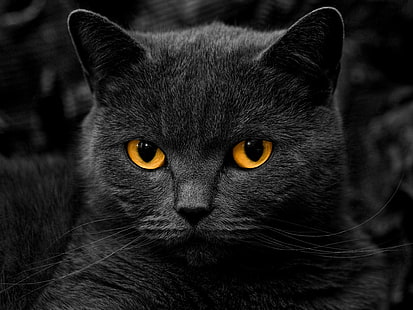 kediler, boyama, Karanlık, gözler, gri tonlamalı, yavru kedi, tek renkli, seçici, HD masaüstü duvar kağıdı HD wallpaper