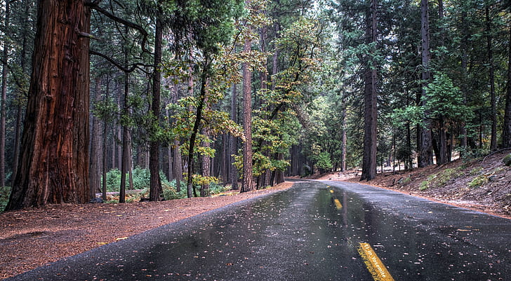 ต้นไม้, ถนน, sequoias, ต้นสน, ป่า, ธรรมชาติ, วอลล์เปเปอร์ HD