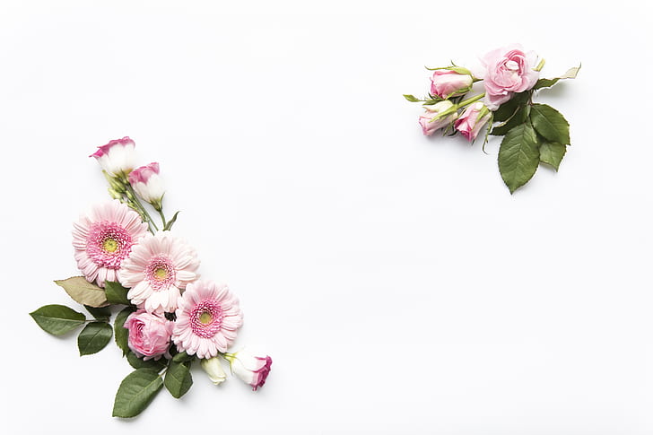 꽃, 핑크, 흰색 배경, 꽃, 장미, 잎, 장식, HD 배경 화면