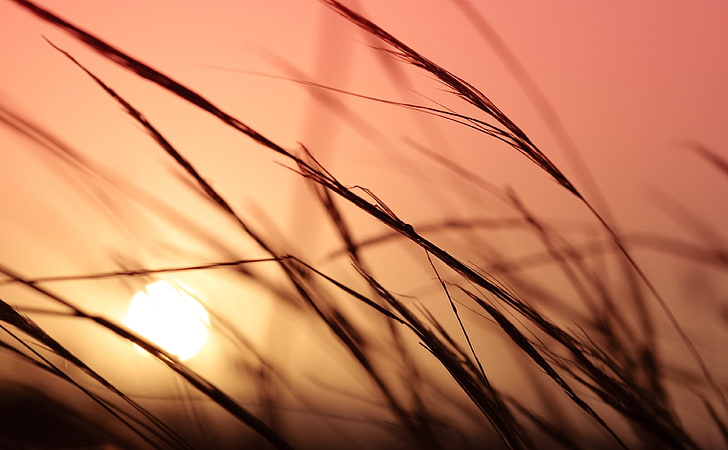 Трава, Закат HD Wallpaper, силуэт травы во время золотого часа, Природа, Солнце и Небо, Закат, Трава, HD обои