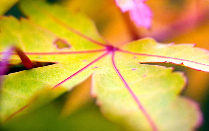 grünblättrige Pflanze, Natur, Makro, Blätter, HD-Hintergrundbild