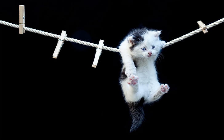 Hanging kitty, love, hanging, kitty, clothesline, HD wallpaper