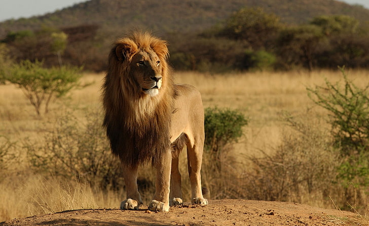 Leone maschio, leone, animali, selvaggio, leone, maschio, Sfondo HD