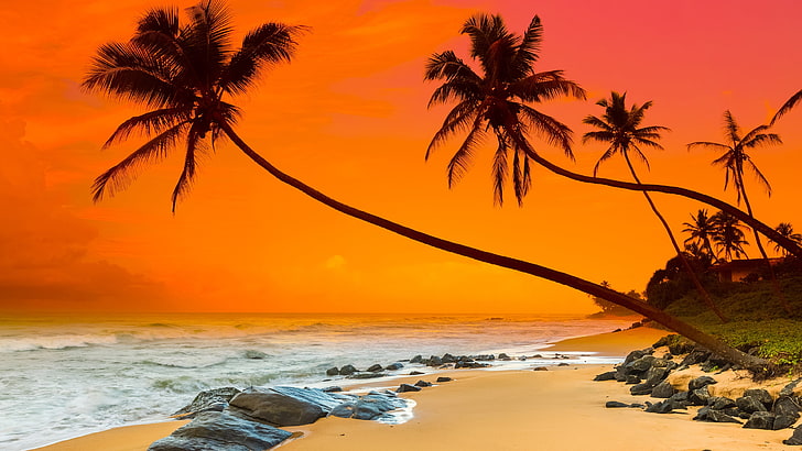 avkopplande, horisont, hav, kust, arecales, Sri Lanka, negombo, himmel, strand, tropikerna, karibien, palmträd, semester, palmer, palm, sommar, orange himmel, röd himmel, hav, strand, solnedgång, HD tapet