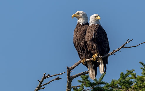 couple, birds, Vancouver Island, eagle, animals, bald eagle, HD wallpaper HD wallpaper