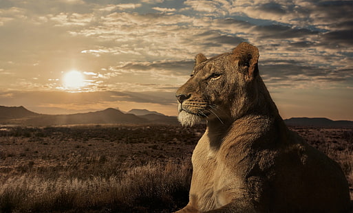 león, leona, sabana, puesta de sol, Fondo de pantalla HD HD wallpaper