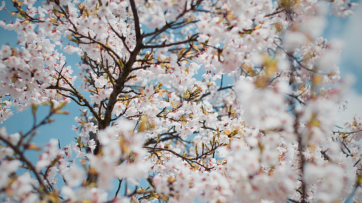 شجرة منمقة ، ربيع ، منمق ، تتفتح ، أزهار، خلفية HD