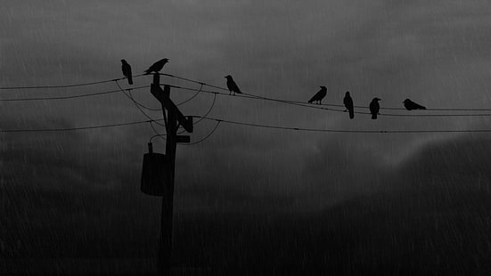 sete corvos negros, pássaros, corvo, linhas de energia, poste, HD papel de parede HD wallpaper