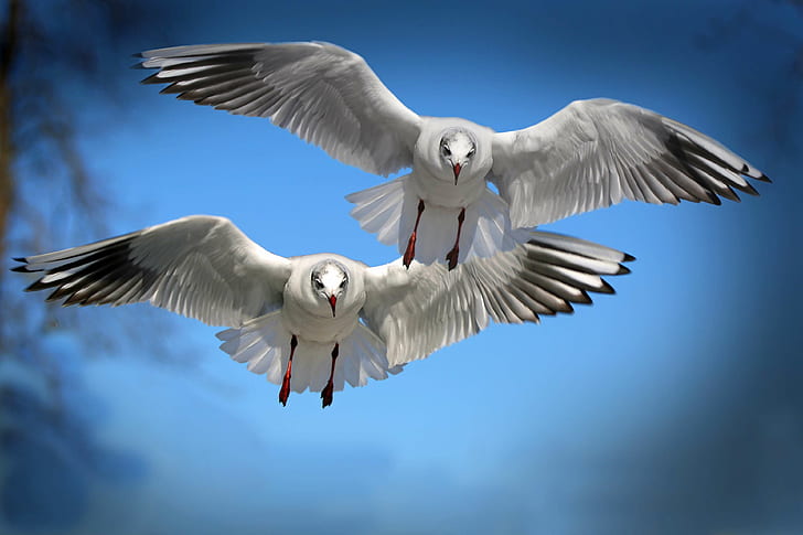 aviária, aves, perto, voo, voar, plumagem, gaivotas, céu, aves aquáticas, branco, asas, HD papel de parede