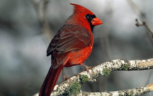 Birds, Cardinal, Bird, HD wallpaper HD wallpaper