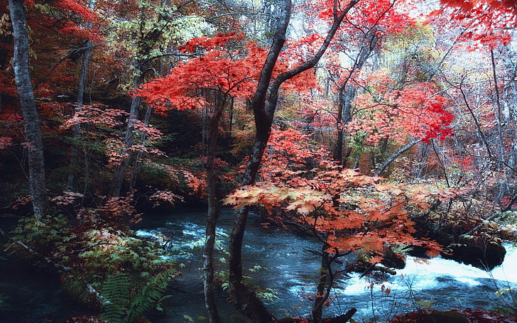 red trees painting, nature, landscape, maple leaves, trees, river, Japan, forest, ferns, hills, fall, HD wallpaper