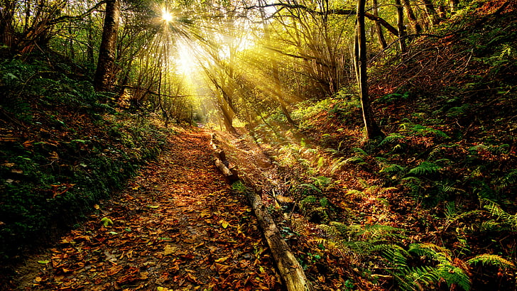 woodland, nature, forest, woods, path, forest path, deep forest, ecosystem, sunbeam, tree, wilderness, sun ray, sunshine, sunlight, HD wallpaper