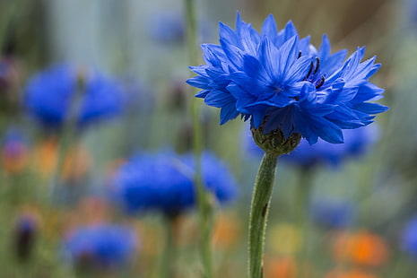 flores azuis, macro, bokeh, centáurea, HD papel de parede HD wallpaper