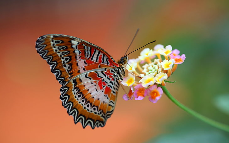 Butterfly Orange With White, lacewing butterfly, Animals, Butterfly, beautyful, HD wallpaper