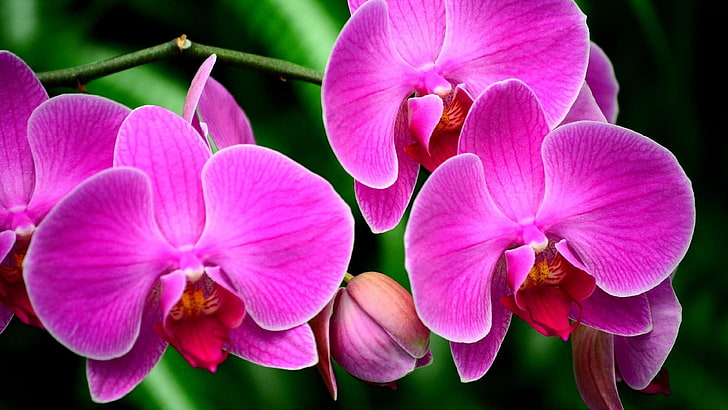 flores, orquídeas, flores rosadas, Fondo de pantalla HD