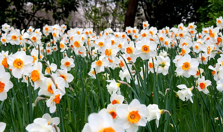 campo de flores de pétalos blanco y naranja, narcisos, flores, hierbas, césped, primavera, Fondo de pantalla HD