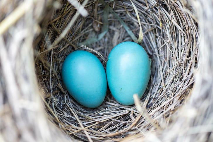 avian, bird nest, birth, blue, branch, color, ecology, eggs, hay, home, life, little, macro, natural, nest, outdoor, oval, pair, robin, shell, spring, straws, texture, twigs, weaver, HD wallpaper