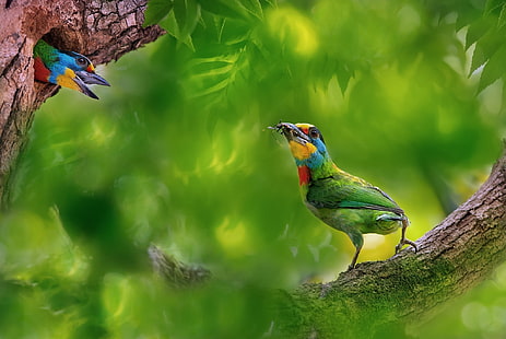 природа, зелено, животни, птици, дървета, клон, HD тапет HD wallpaper