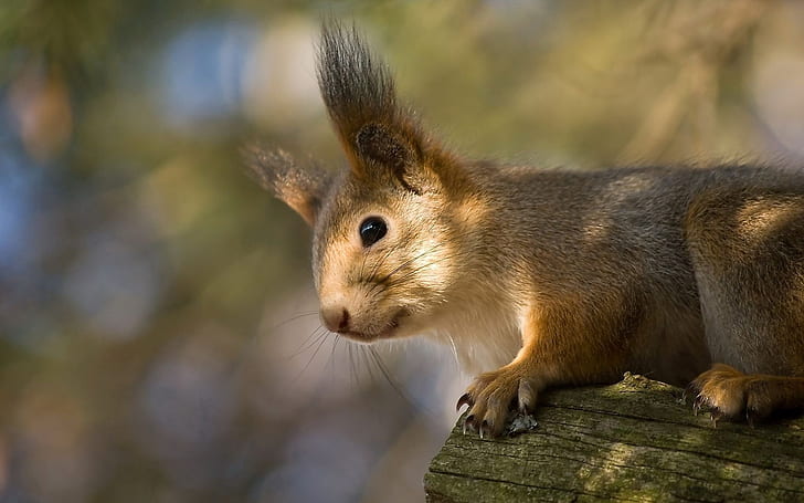 Eichhörnchen, braunes Eichhörnchen, Eichhörnchen, HD-Hintergrundbild