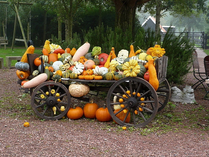 vegetables, vehicle, pumpkin, crop, grades, variety, autumn, HD wallpaper