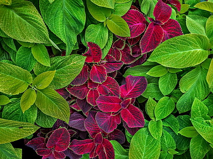 folhas verdes e roxas, verde verde, verde e roxo, folhas, flores, composição, cor, natureza, textura, olympus, m10, folha, planta, planos de fundo, padrão, verde cor, HD papel de parede HD wallpaper