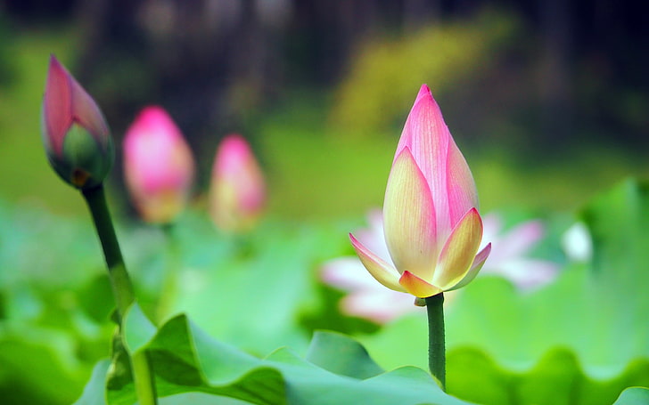 Morning pink lotus blossom green background, HD wallpaper