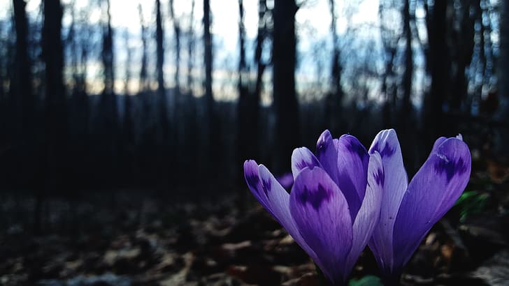 nature, forest, leaves, trees, beech, flowers, crocus, mountains, bokeh, spring, HD wallpaper
