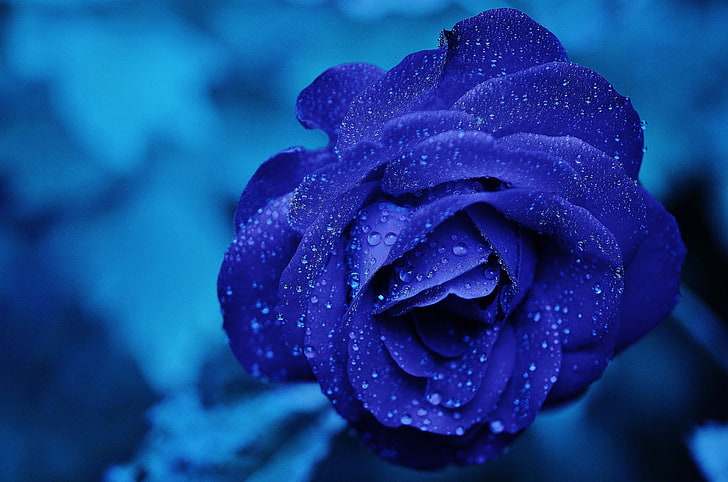 blue flower, blue rose, bud, drops, flower, HD wallpaper