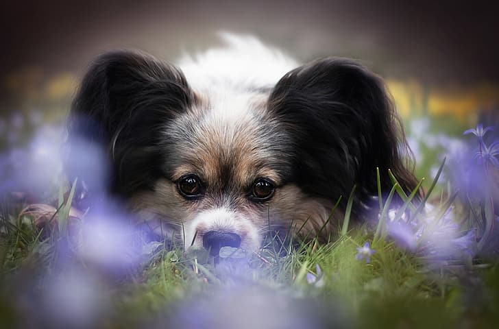 Blick, Blumen, Hund, Gesicht, Papillon, Das kontinentale Spielzeug Spaniel, HD-Hintergrundbild