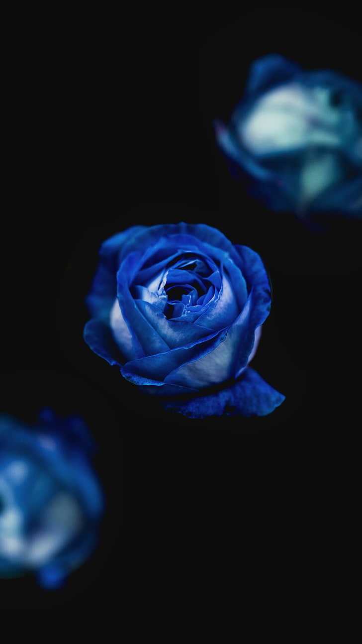 blå ros, ros, blå, knopp, blomma, HD tapet, telefon tapet