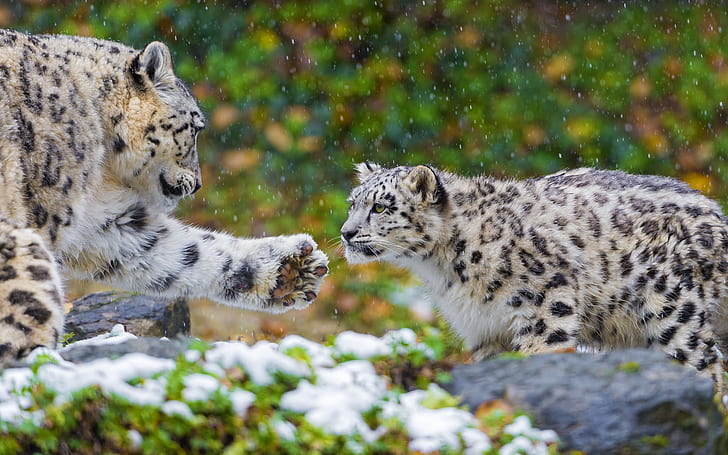 Снежный барс, семья, дымчатый леопард, Снег, Леопард, Семья, HD обои