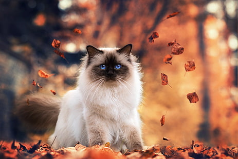 Котки, котка, животно, сини очи, хималайска котка, HD тапет HD wallpaper