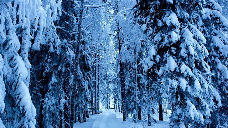 O Iarna Ca In Povesti, trees, iarna, winter, poveste, 3d and abstract, HD wallpaper