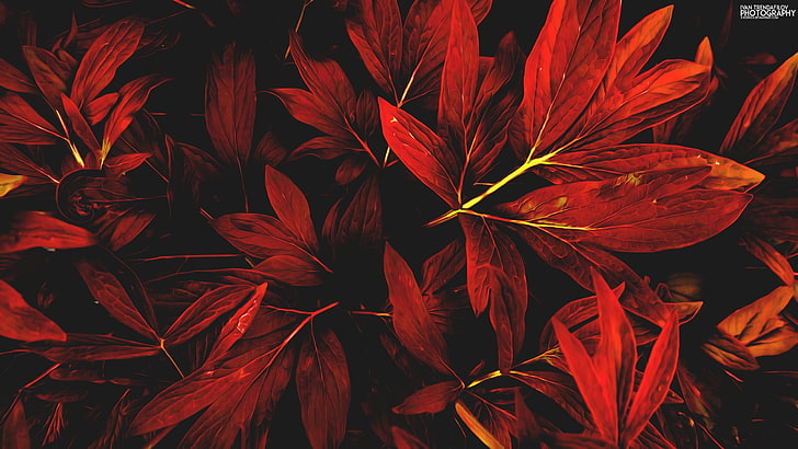 red leaves, leaves, nature, red, fall, Ivan Trendafilov, HD wallpaper