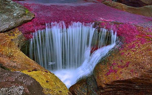Cano Cristales River In Colombia An Amazingly Beautiful River, Unfortunately Without Fish Desktop Wallpaper Hd 1920×1200, HD wallpaper HD wallpaper