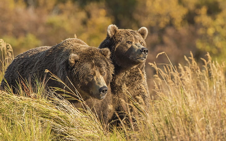 Dwa grizzly w trawie, niedźwiedzie, dwa, grizzly, trawa, niedźwiedzie, Tapety HD
