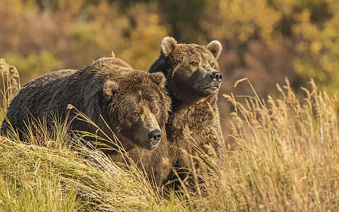 Two grizzly in the grass, bears, Two, Grizzly, Grass, Bears, HD wallpaper HD wallpaper