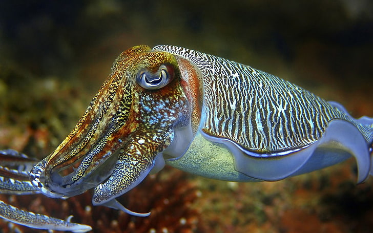 Cuttlefish Underwater World Desktop Wallpaper Hd For Mobile Phones And Laptops 4931, HD wallpaper