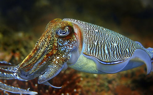 วอลล์เปเปอร์เดสก์ท็อป Cuttlefish Underwater World HD สำหรับโทรศัพท์มือถือและแล็ปท็อป 4931, วอลล์เปเปอร์ HD HD wallpaper