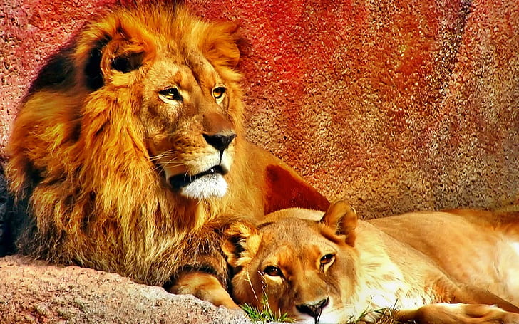 Lion's Love, cats, love, couple, lion, animal, animals, HD wallpaper