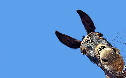burro marrom, fundo, cabeça, orelhas, burro, focinho, HD papel de parede HD wallpaper