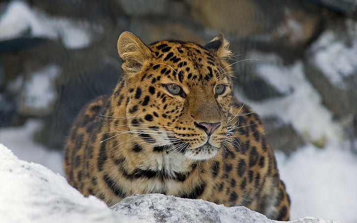 Leopard HD, Tiere, Leopard, HD-Hintergrundbild
