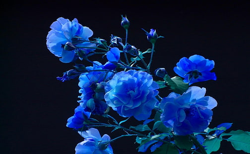 flores azuis, rosa, botões, jardim, azul, fundo preto, HD papel de parede HD wallpaper