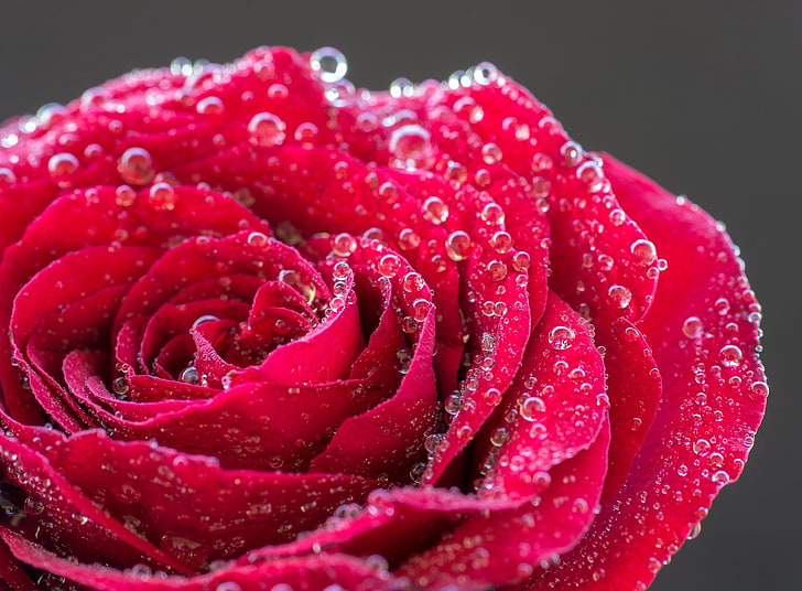 Единична червена роза с капки вода, Aero, макро, капки, цвете, роза, затваряне, росен, капки вода, червена роза, HD тапет